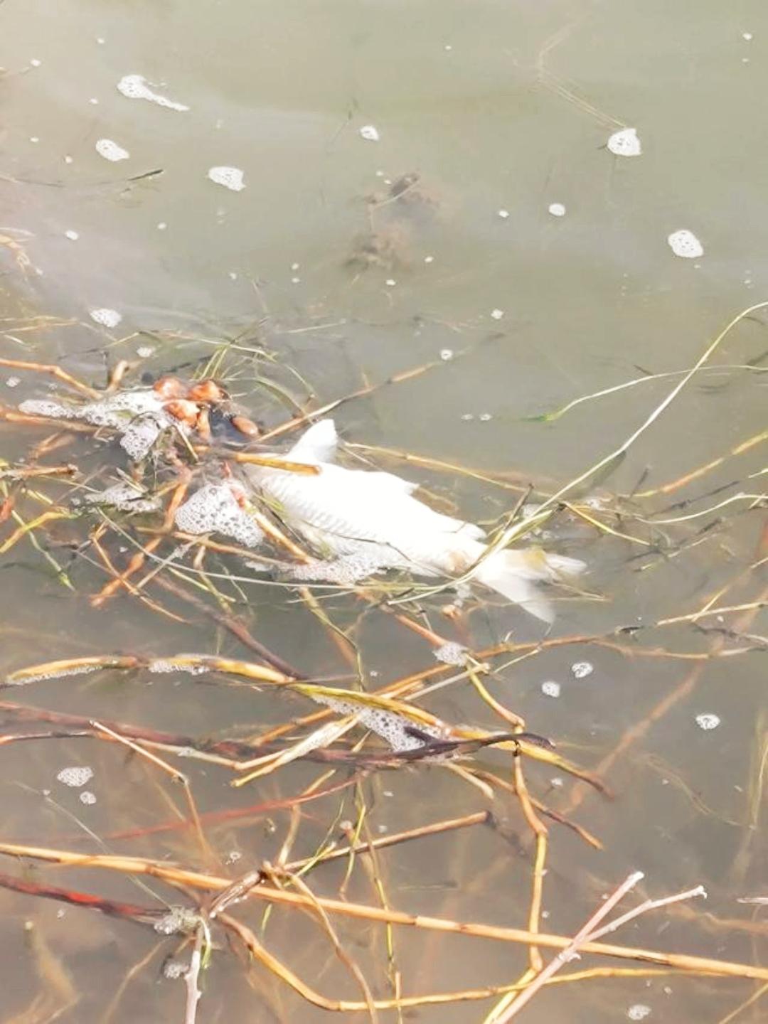 浑浊河面死鱼浮，
任随波浪影身孤。
举目四周污秽漫，
谁思生态奈何如。