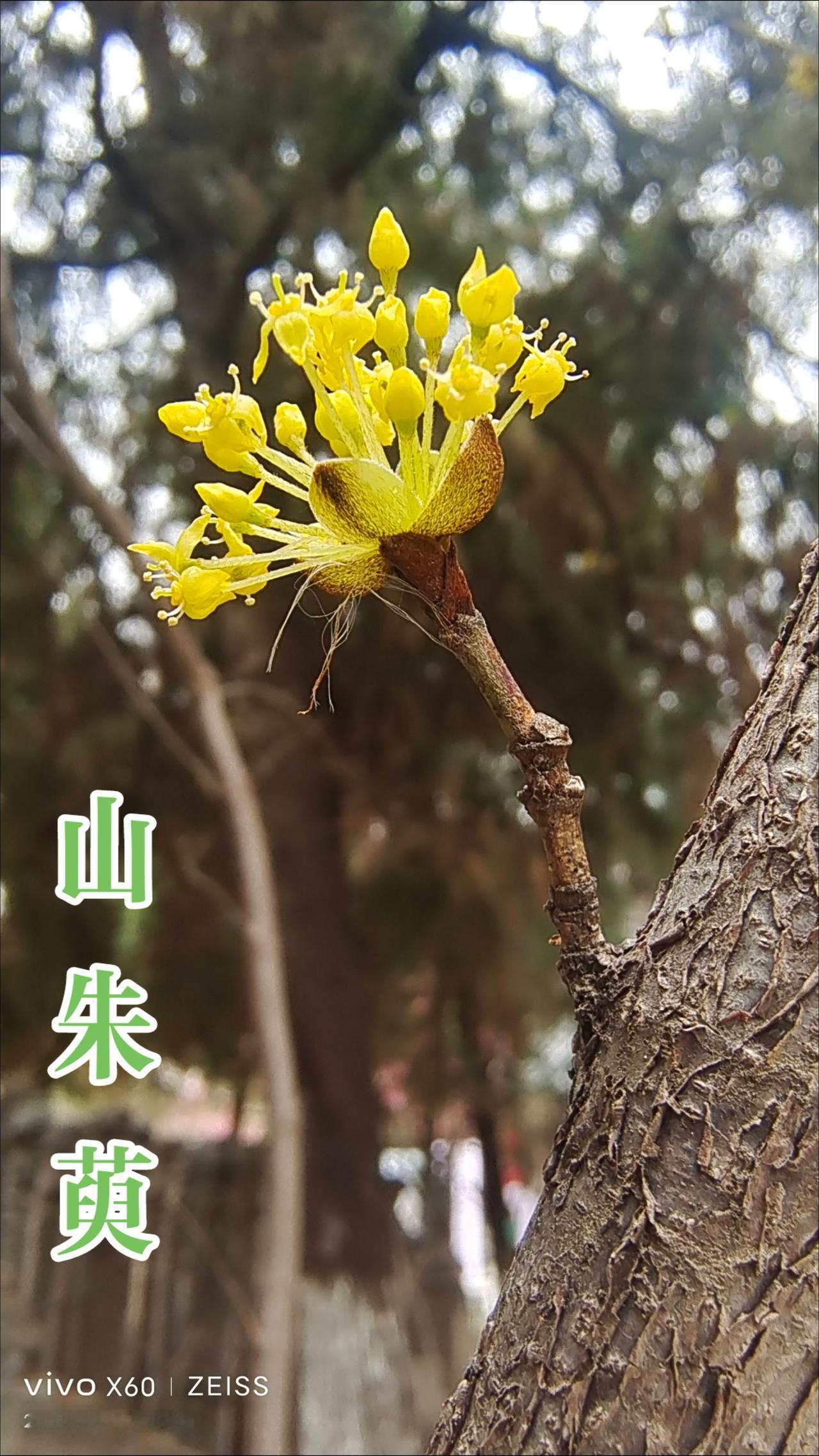 看见音乐 春天花开了
