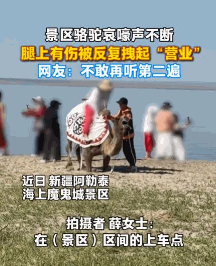 太没人性了！新疆阿勒泰，一女子正在游玩，突然听到骆驼哀嚎声。她循声望去，发现一头