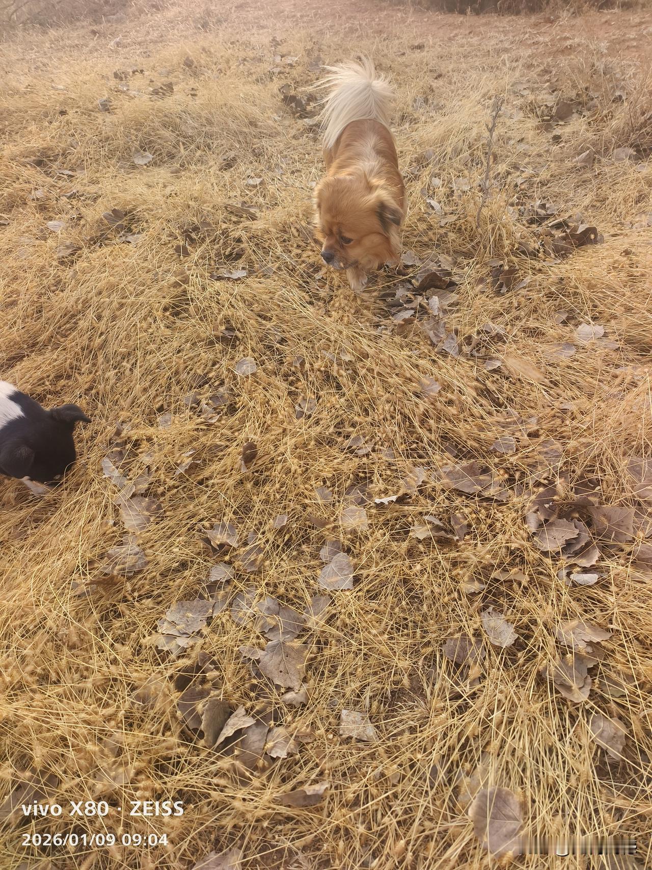 今天来到一块山坡上，这里有一片草地，草虽然枯黄了，但却呈现出另一种美，毛孩子非常