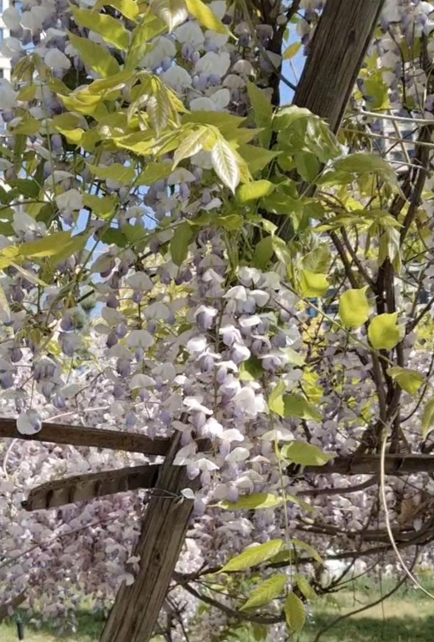 春日花海，紫藤盛开，浪漫满溢！🌸💕