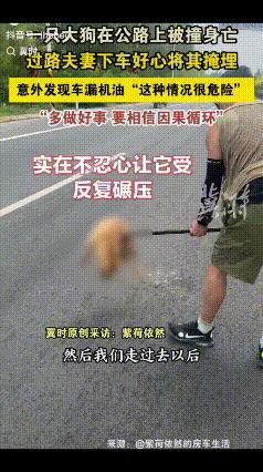 “也许这就是因果吧！”内蒙古，一对夫妻在公路上，看见一只大狗被撞身亡，夫妻俩不忍