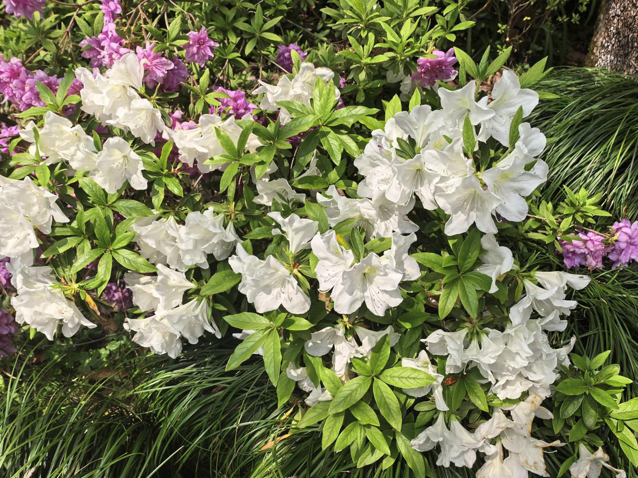 杜鹃开时，春已满庭
春风拂过，枝头的杜鹃便次第醒了。
不与桃李争艳，不与牡丹比贵