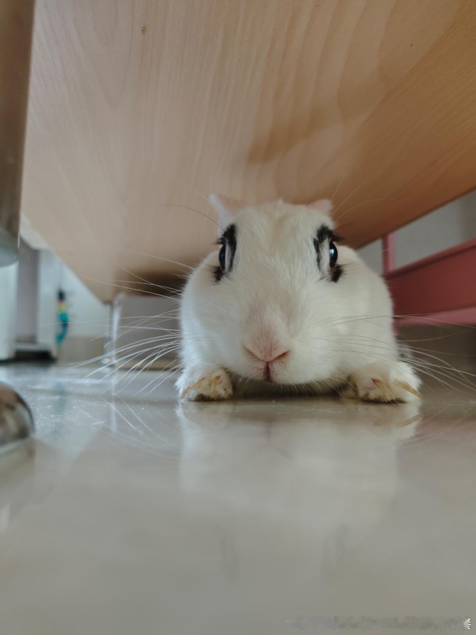 13785🐇【】臭外八兔（已经剪指甲了） 