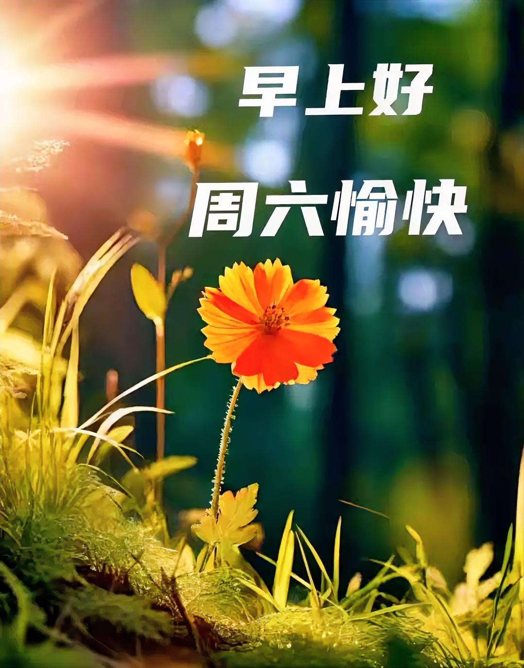 阳光把小花染成橘色，像周六的小确幸在招手！早安，今天也要做个快乐的小太阳～
分享