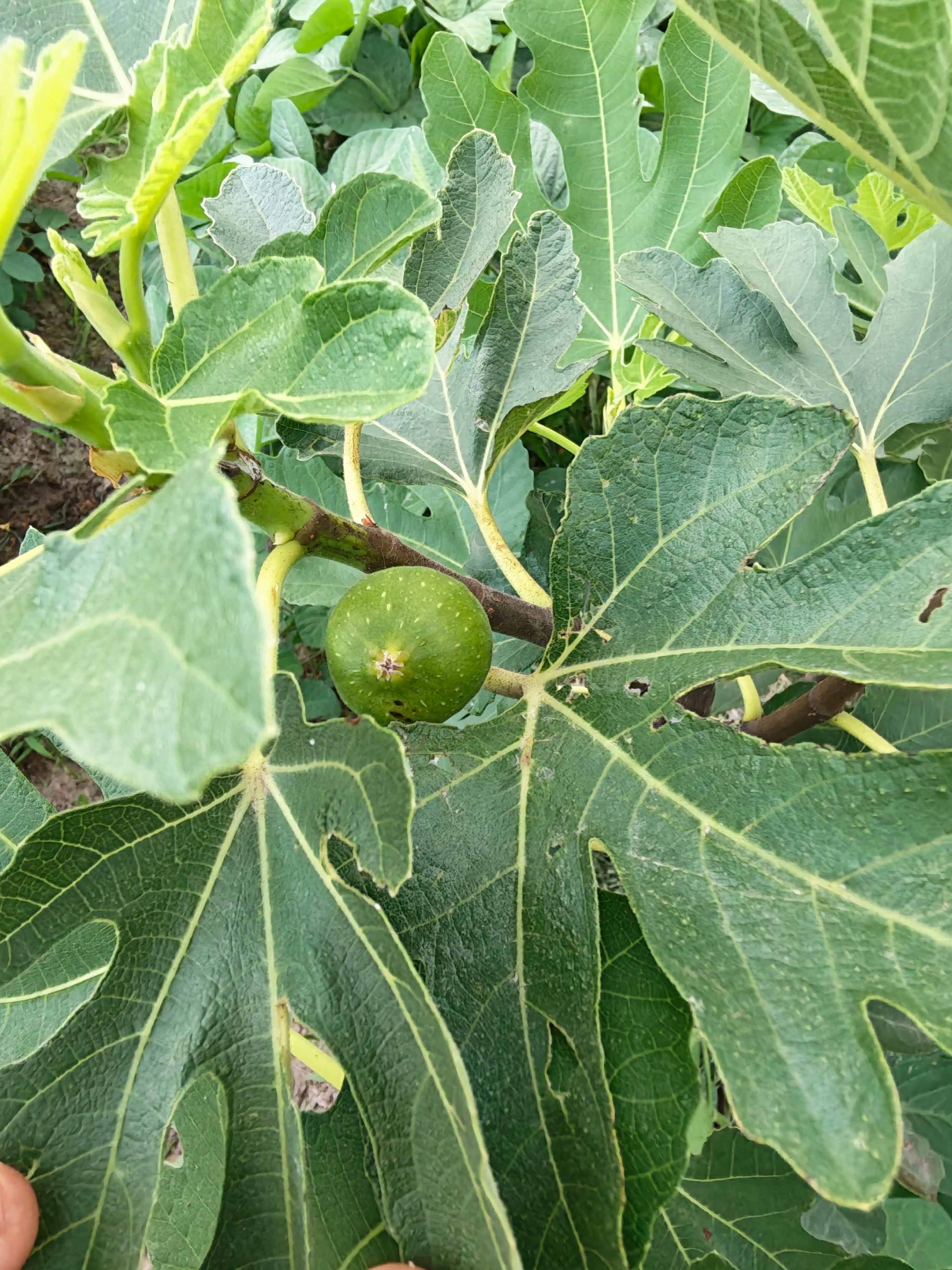 我的无花果结果子了 我们博丽爱情树也会开花结果