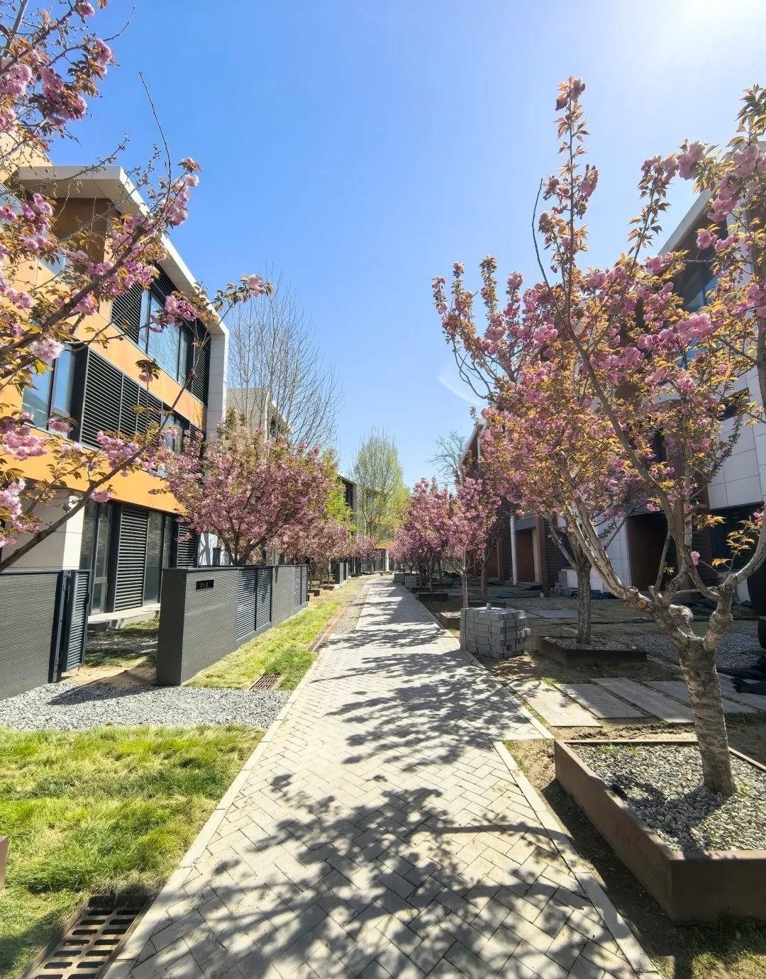 紫玉山庄五期的花开了｜园林在做升级，人车分流带车库，首层层高3.7米，7.3米挑