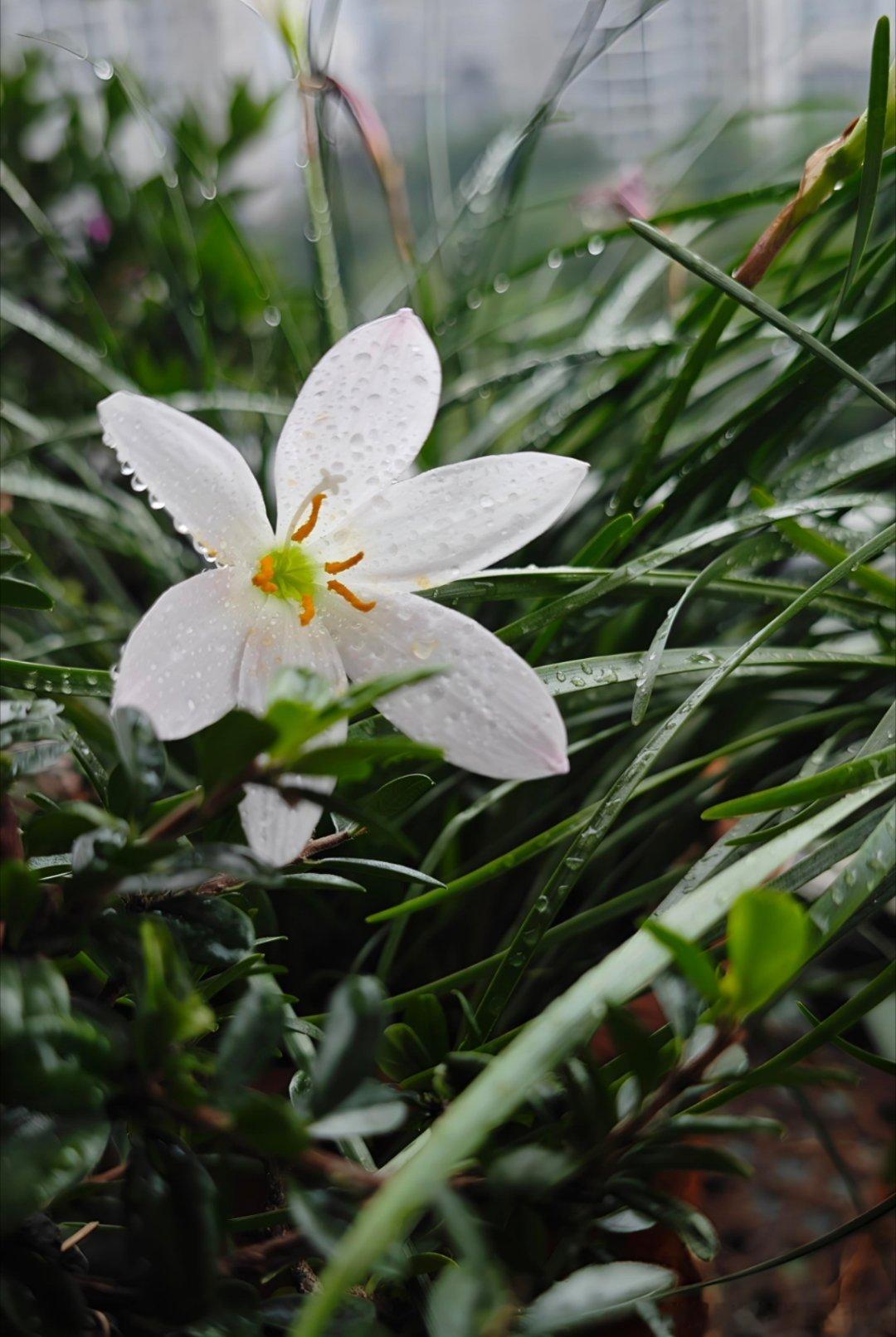 花草 阳台上，风雨兰开在风雨中。随手拍 成都