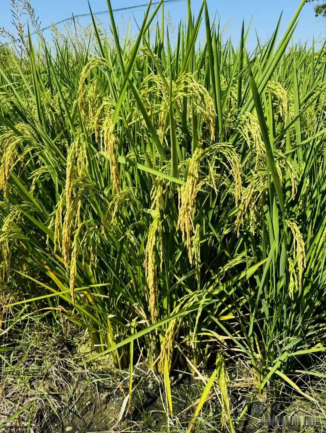 秋高气爽，又是一年丰收时。风吹稻浪，阵阵清香。金黄灿烂，颗颗饱满。特别是糯米，又