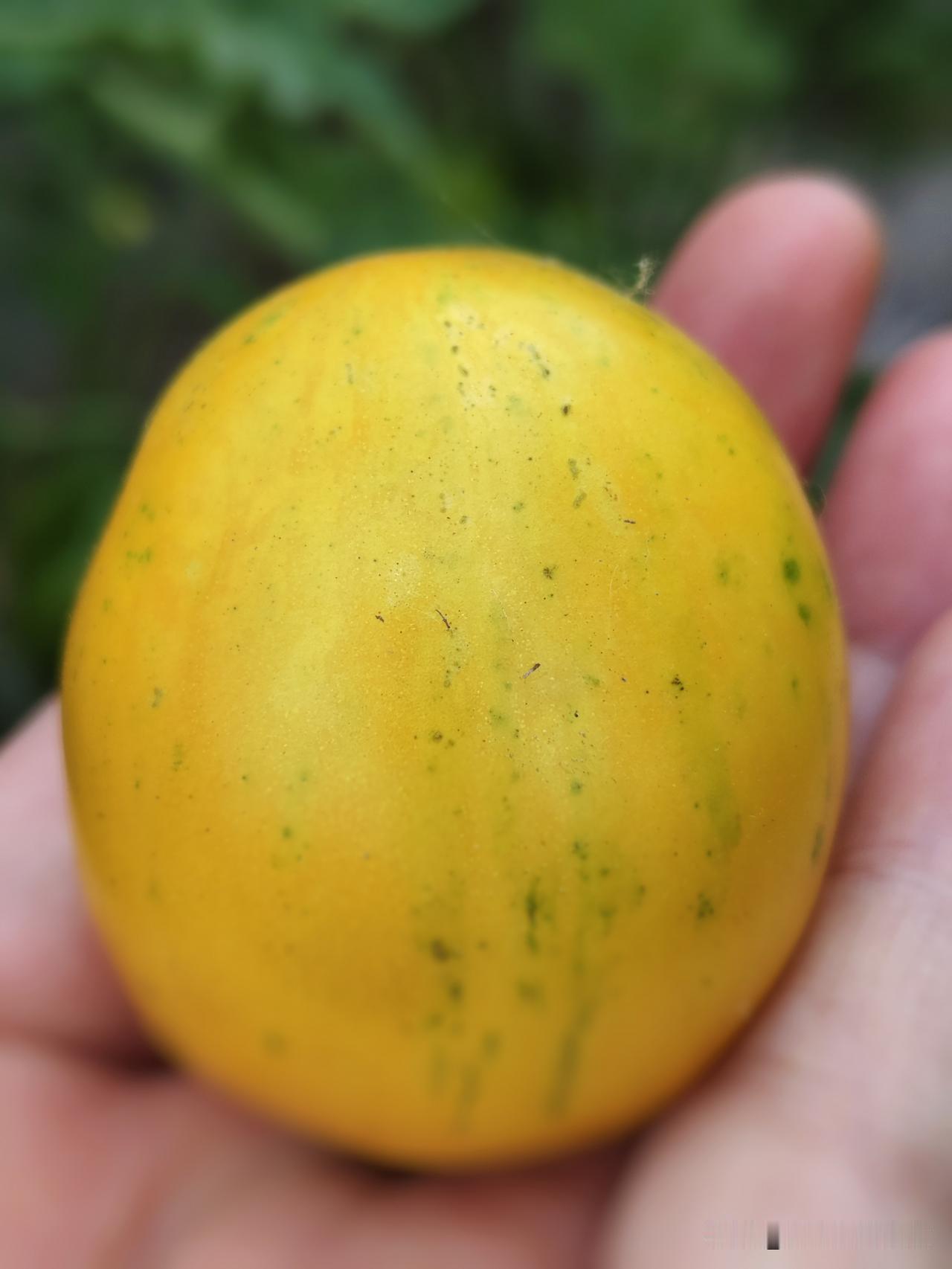 夏日生活打卡季自己种出来的西红柿，是黄的，剥开皮，瓤是起金星的，有点儿面，酸酸甜