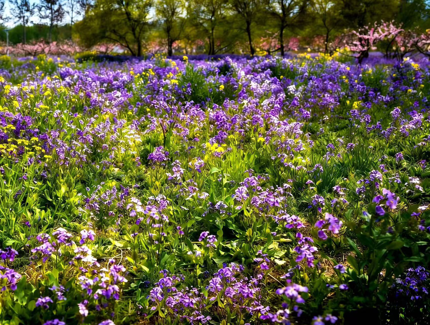 春风十里，不如武清花海。龙凤河畔5.5公里樱花漫道，如云似雪；北运河岸240亩油