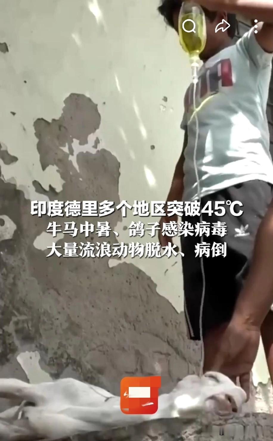 印度高温肆虐，动物深陷“烤炉”危机
印度高温持续肆虐，动物们苦不堪言。首都德里多