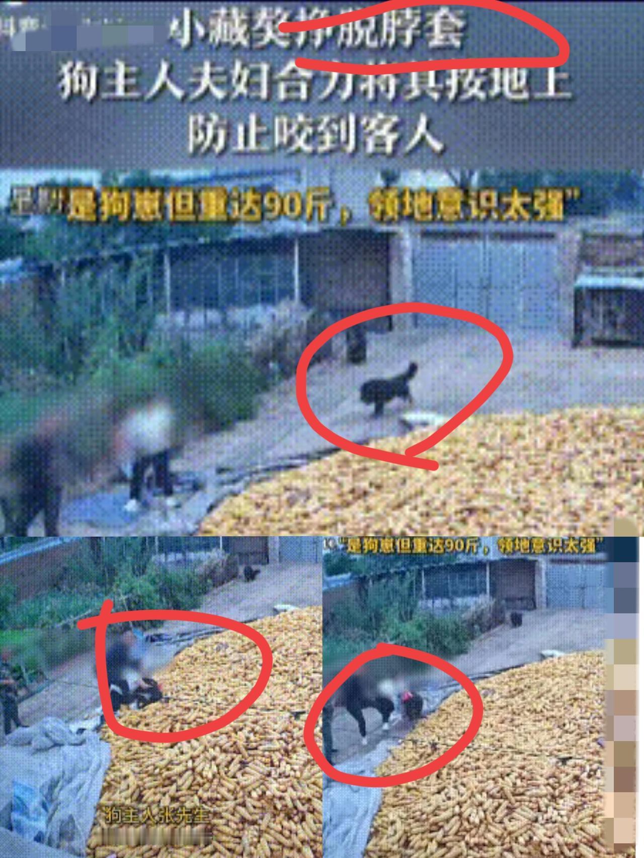 万万没想到！
辽宁锦州这家人的待客场面，看傻一堆网友！
客人刚进院，90斤的小藏