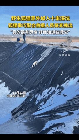 “科学解释不清了！”内蒙古，一只野生狐狸意外掉入10米深坑，当救援人员放下长布时