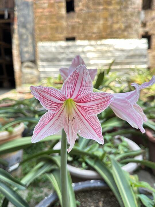 白肋朱顶红加菲尔德夫人🌸