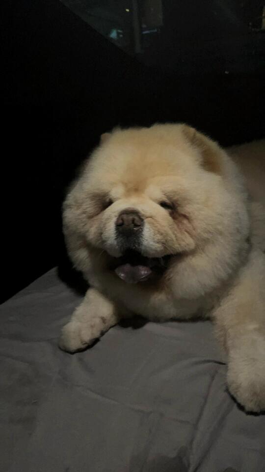 这是什么品种的海豹🤣