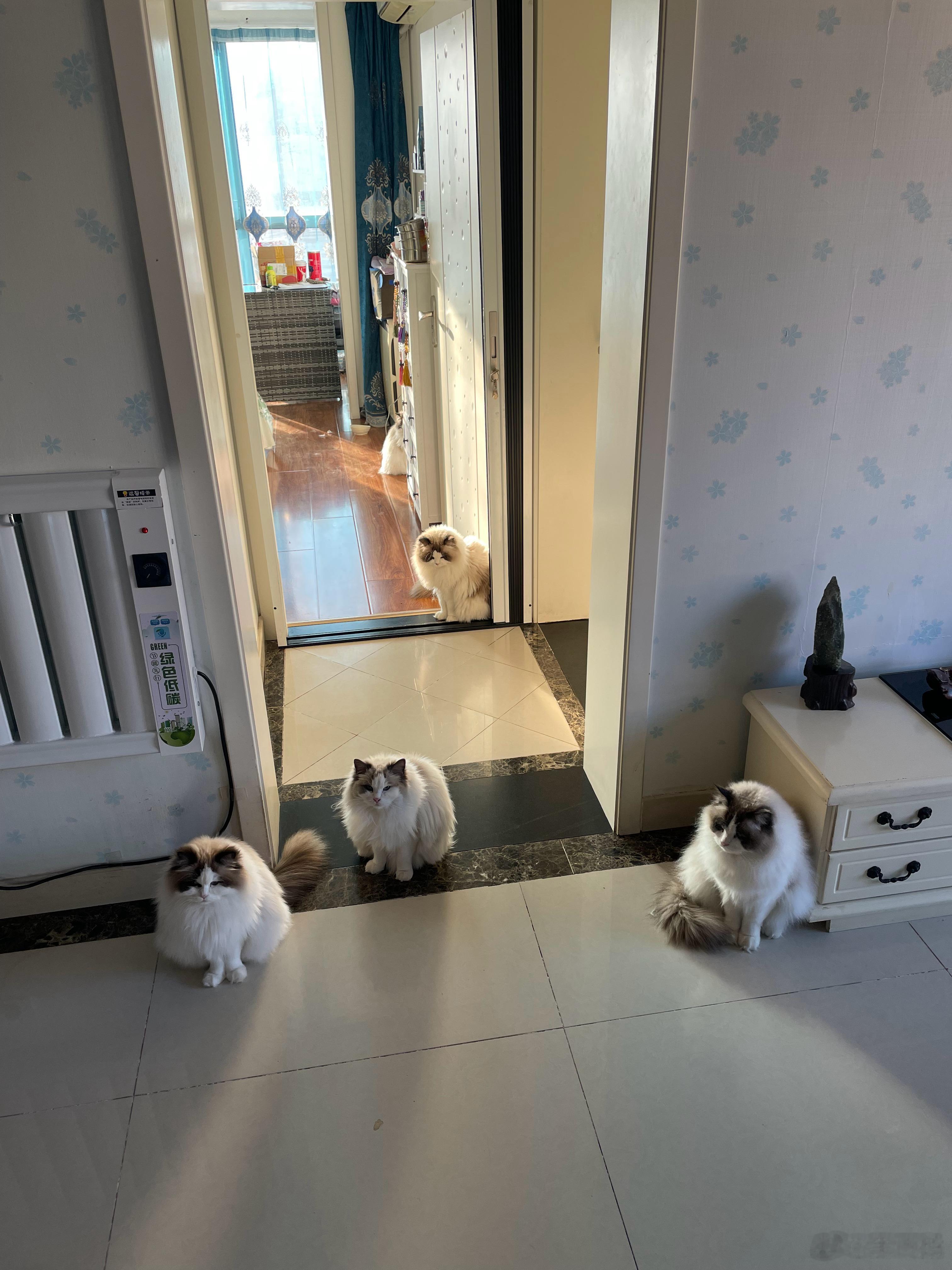 新年坐的新年第一天的飞机回深圳准备上班[苦涩]想我的猫猫，今年要把它们5个接过来
