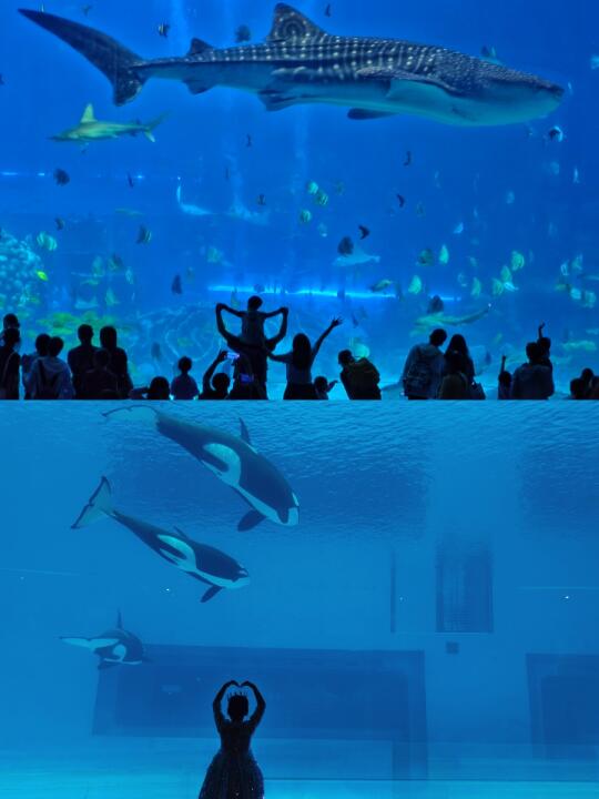 珠海长隆攻略|这几个项目后劲很大🌟