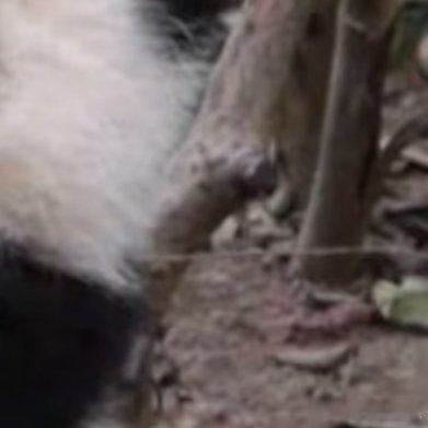 熊猫守护者 🐼熊猫守护者 🐼森林驿站 每一分自信和优雅的背后，都有一份对梦想