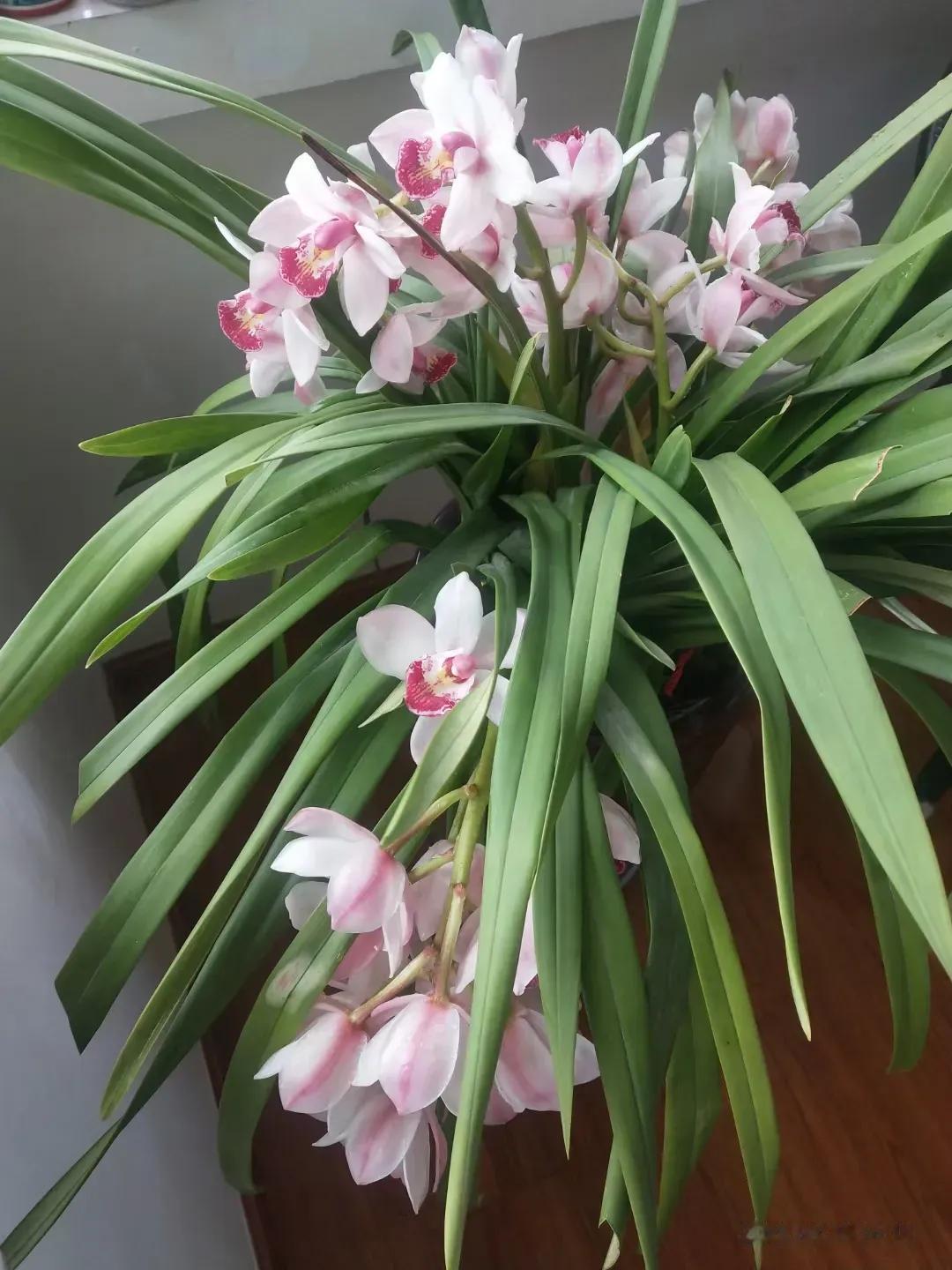 粉色的大花蕙兰

年霄里独一份温柔缱绻
柔和的雾感粉调
甜而不腻
柔而不俗
不存