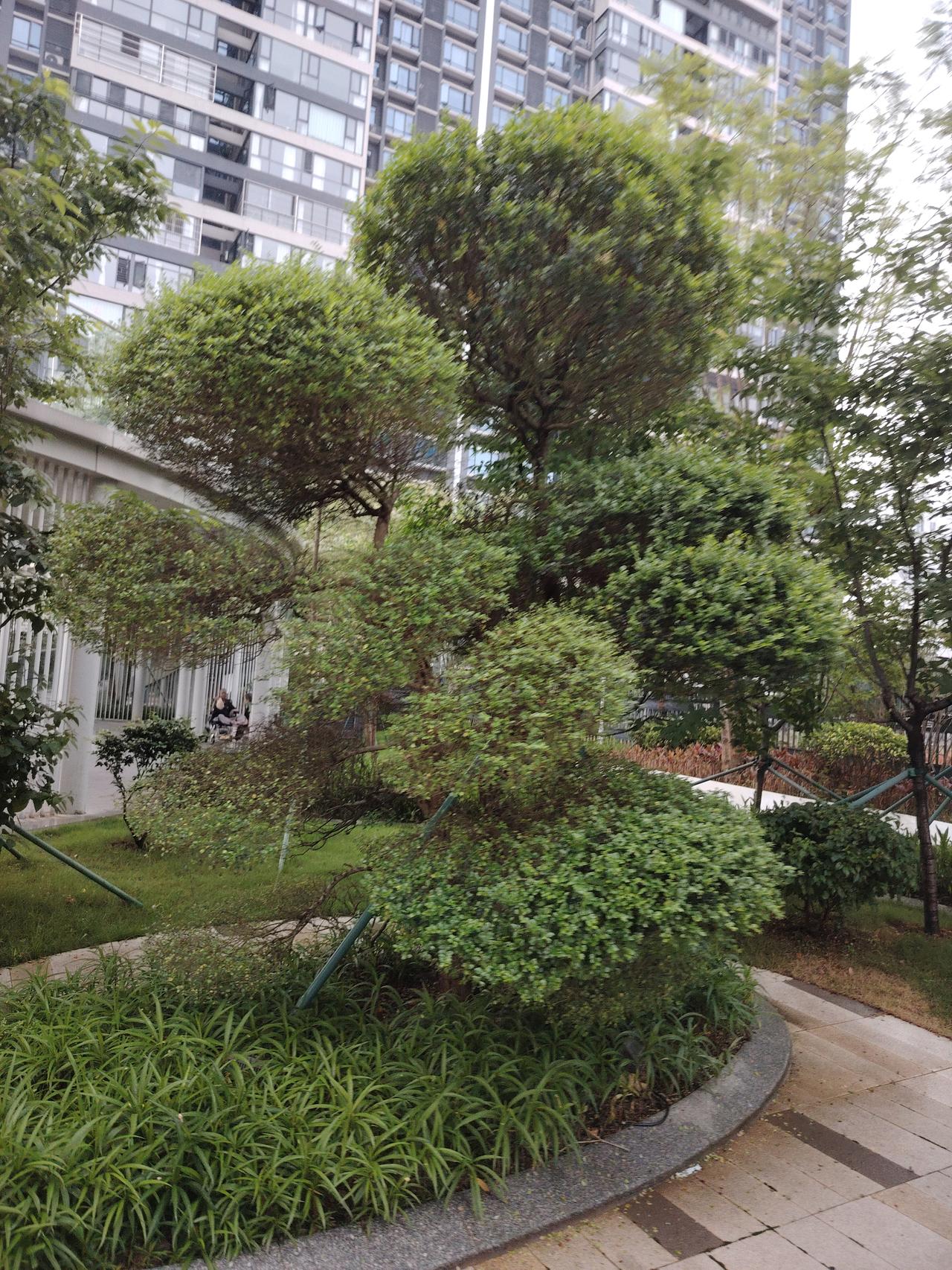 小区里的小花园，绿意盎然。小区小花园绿意盎然，本是让人放松的地方。但过分的善良，