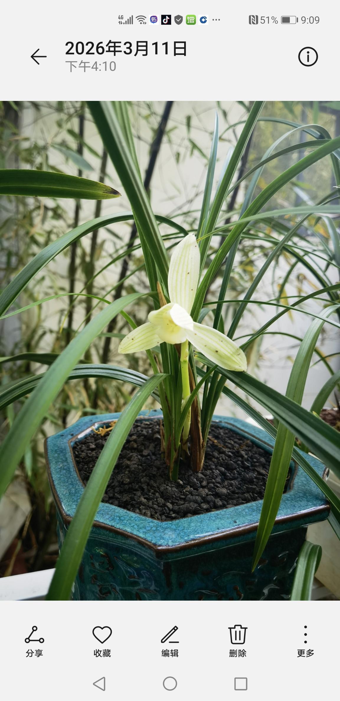 策马咏兰

冰绡薄，琼葩瓣瓣出云烟。
有翠裳扶影，泠泠欲染霞鲜。
月下凝霜自清绝