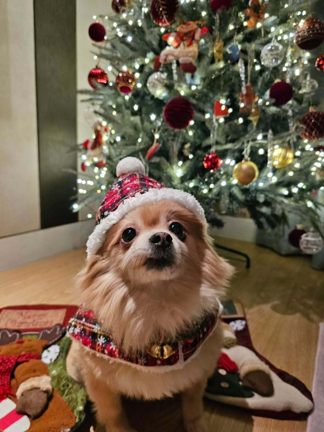 “CB百蓝_。251225金厉旭 IG更新：ShashaXmas🎄 