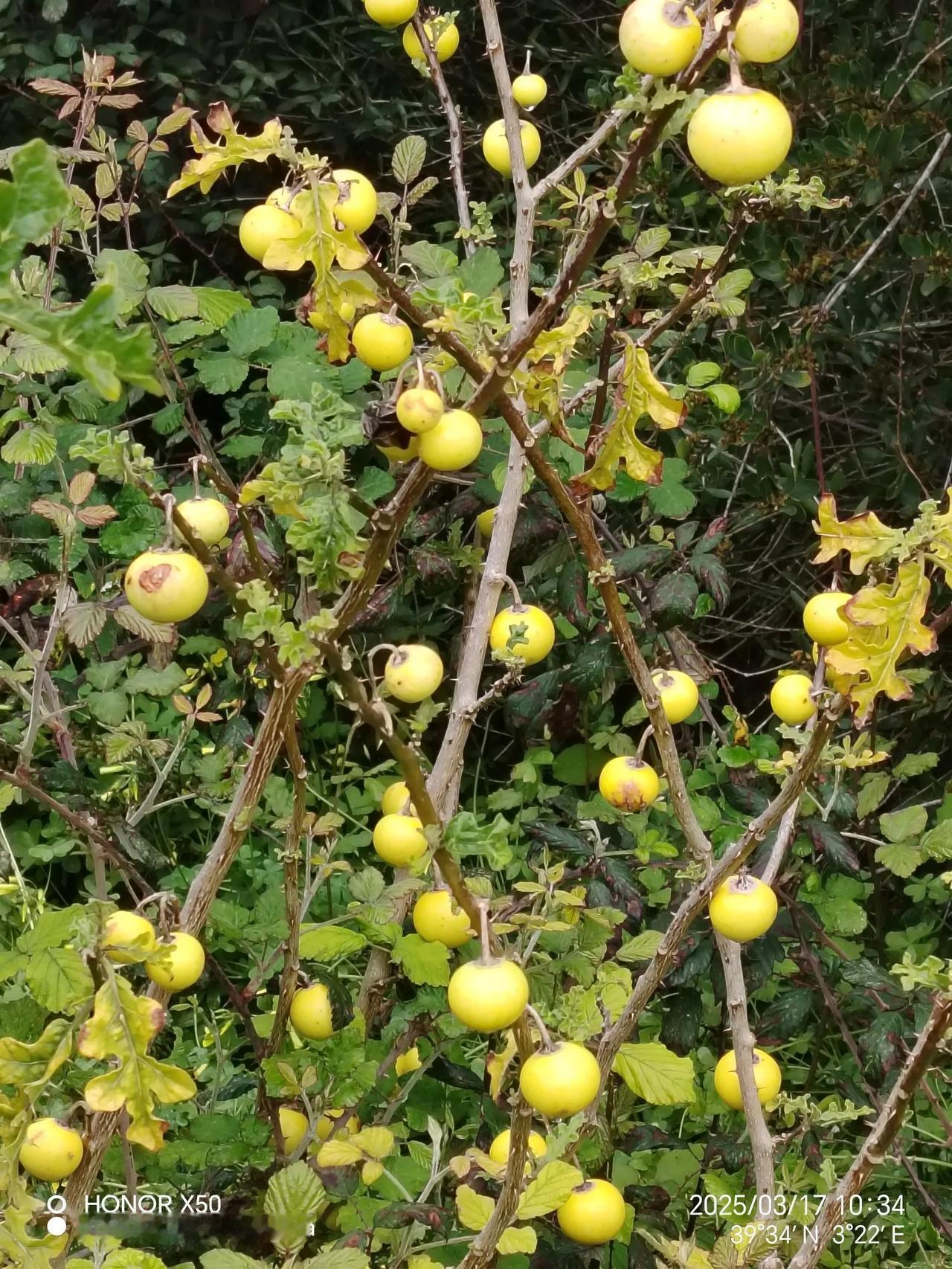 万能生活指南这是什么野果？长的跟西红柿有点像，不知能不能吃？