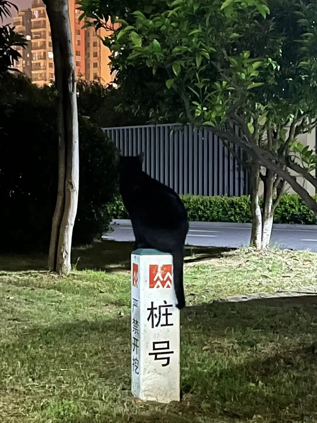 通过不懈努力，小区流浪猫绝育率达到了60%