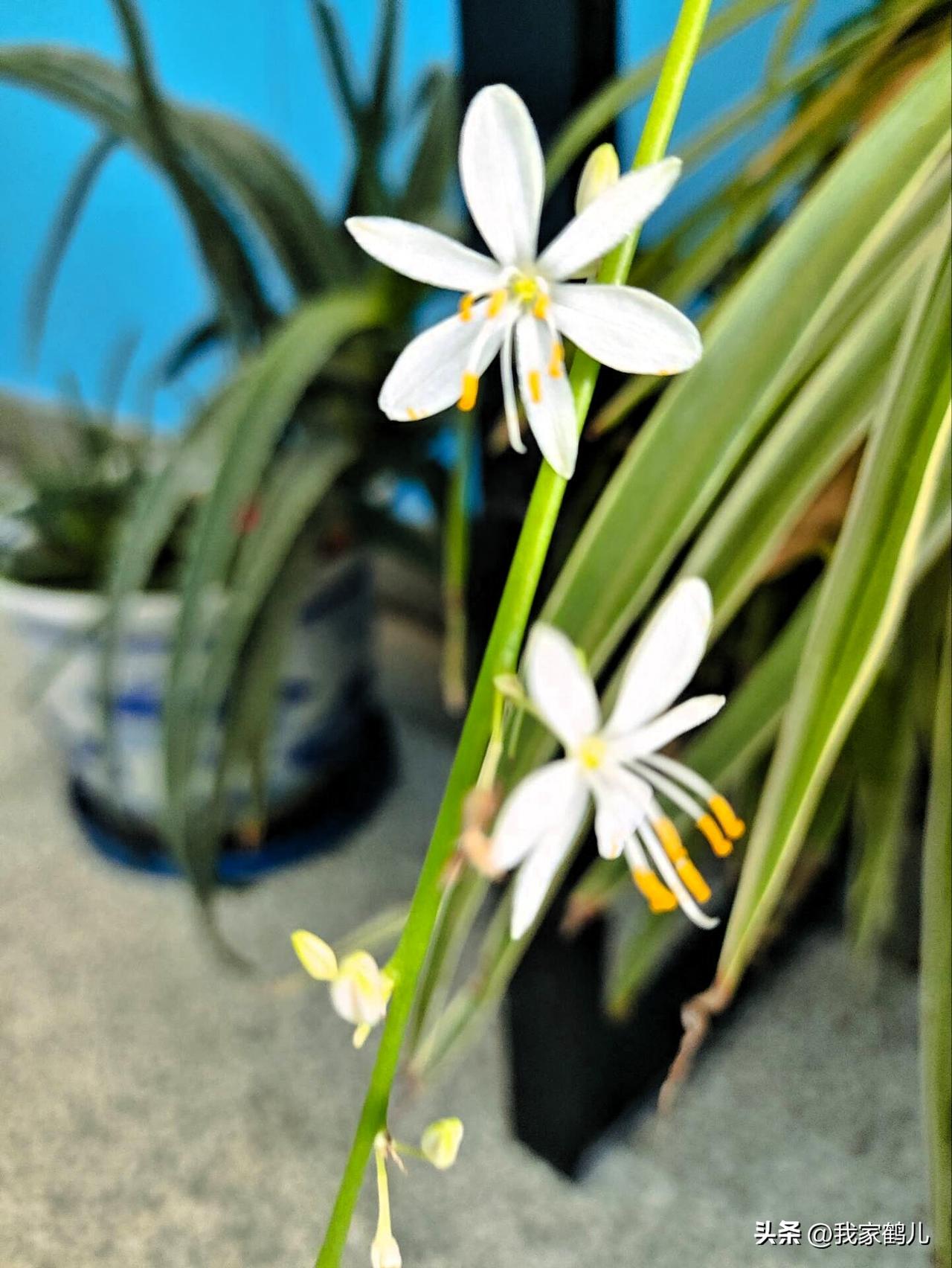 兰花看起来清爽但很迷人，凑近闻，还有一股淡淡的清香。
月季花，芍药花icon开得