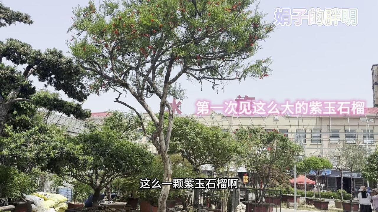 ✨今天逛市场，意外发现了一棵非常特别的花石榴树！🎀

这棵石榴树和普通的石榴树