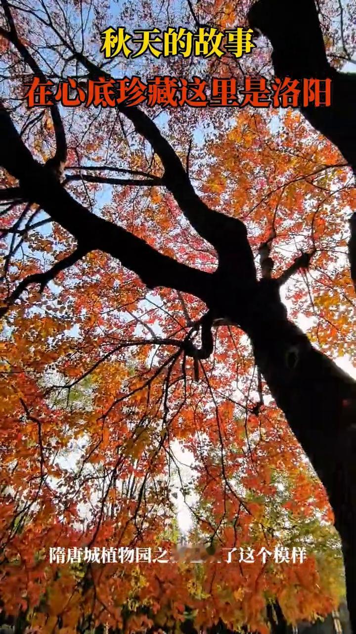 秋天的故事。
在心底珍藏，这里是洛阳。隋唐城植物园之秋已成了这个模样。