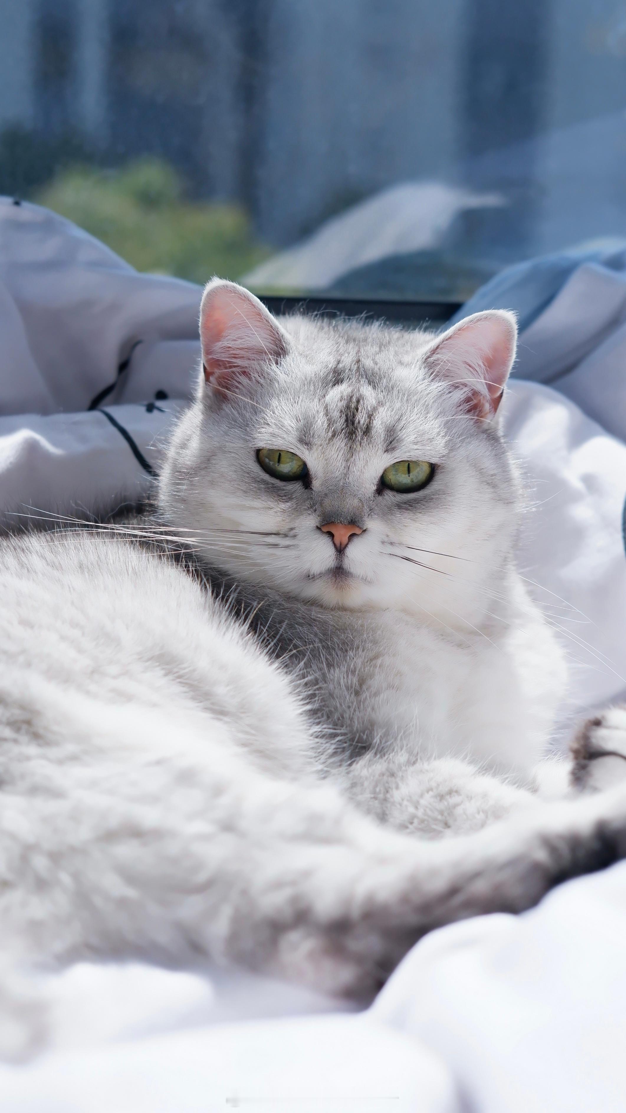 今天阳光也太好了吧 窗外的樱花也感觉一夜盛开了🌸#年糕才不要小鱼干[超话]##