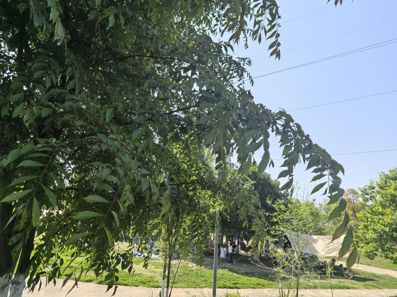 成都玉石湿地公园。沐浴春天的阳光，一家子快乐的露营，写生，喝茶，踏青，烧烤……[