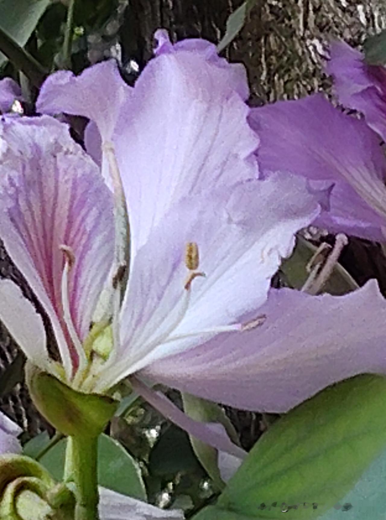 有意思！头条又弄新花样了。我听许多师友说他们得到：“识别为优秀笔记的标识”。
