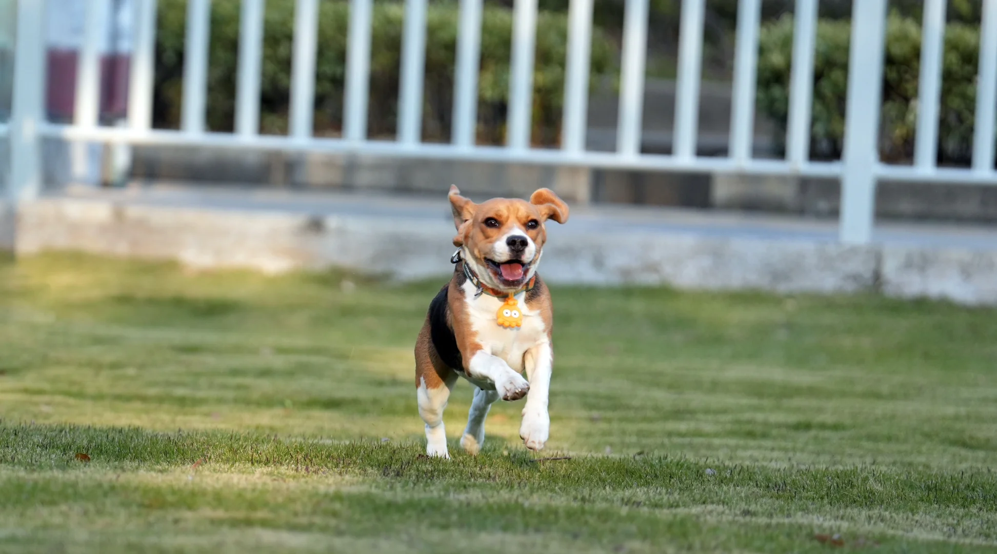 布鲁酱：耳朵开心的起飞啦