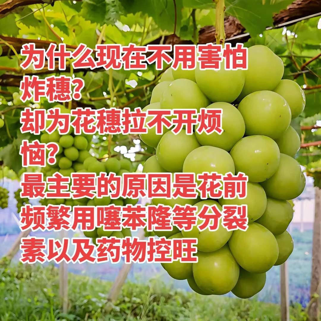 收藏一下，查资料，思考，总结。噻苯隆压制生长素和赤霉酸起作用，药控减少赤霉酸合成