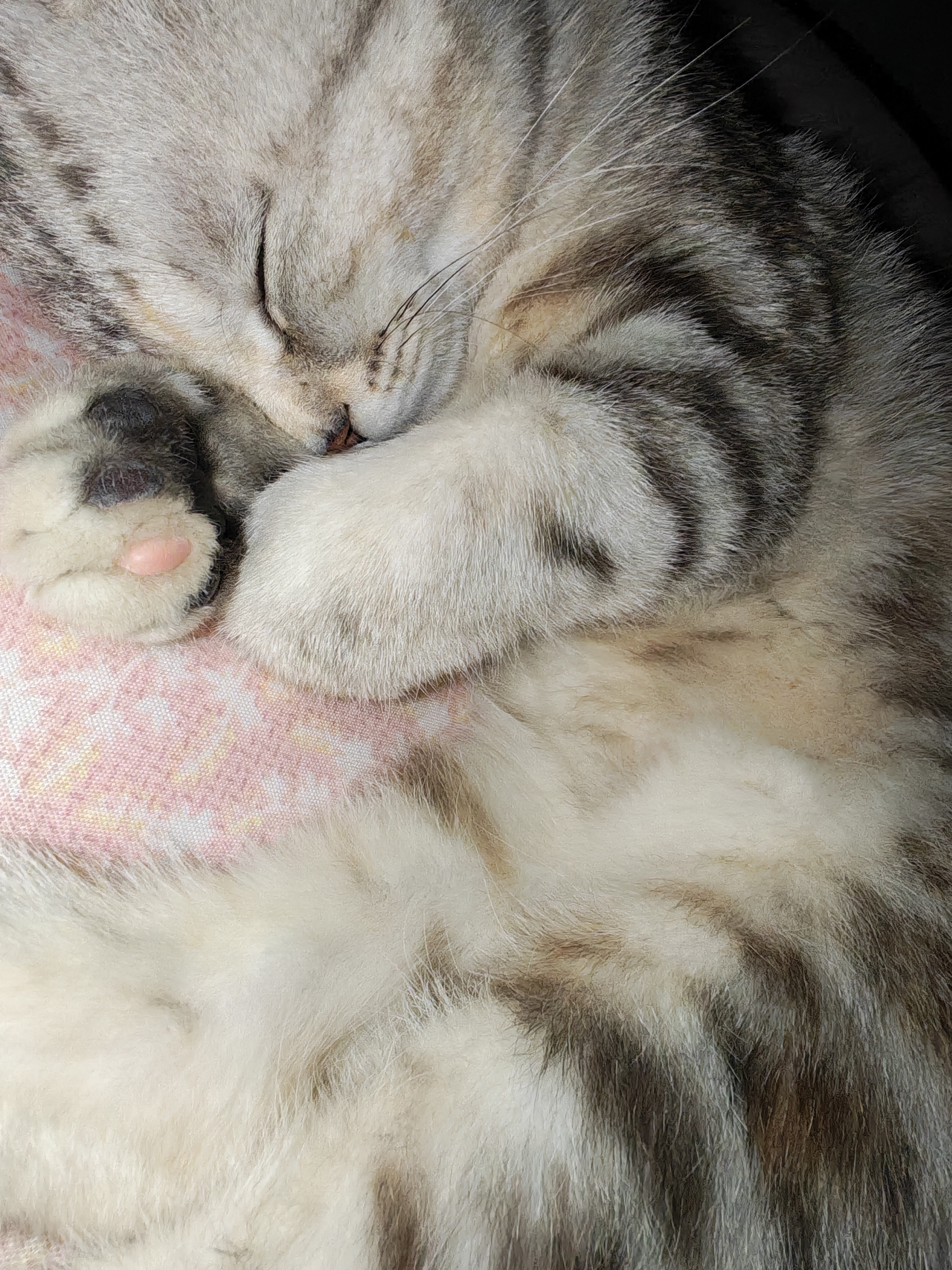 小猫咪怎么这么可爱^>⸝⸝⸝⸝<^੭ﾞ 