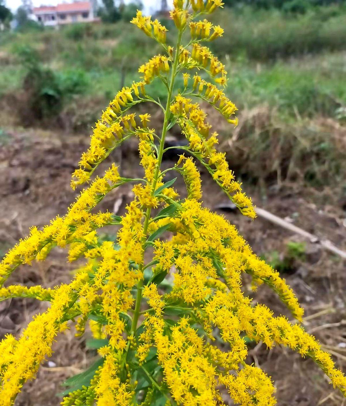 “这朵小黄花，差点让我把蒲公英当野草拔了。”

上周爬西山，老李蹲在路边拍照，嘴
