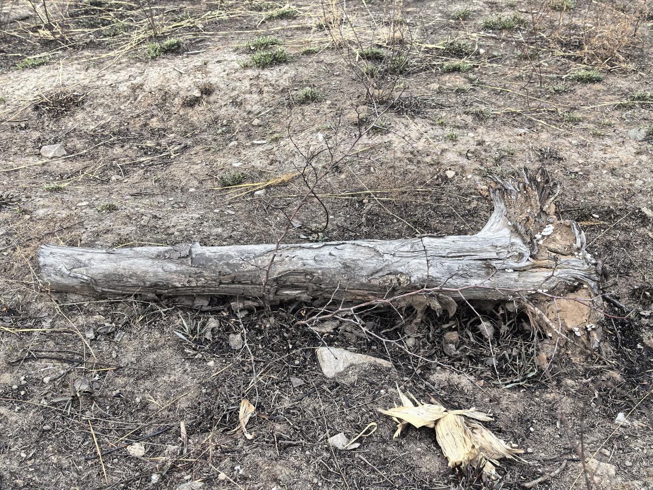 发一张照片分享今天 发一张照片分享今天今日正值农历二月初二，龙抬头之日，又恰逢春