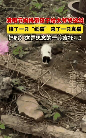 “解释不清了！”安徽界首，清明节，女子带孩给太爷爷烧了一只“纸猫”。没想到，第二