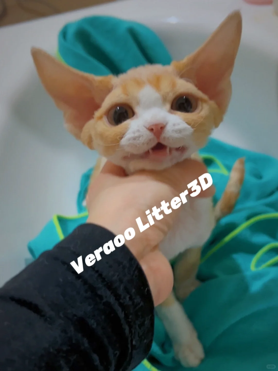去新家前当然要洗香香啦｜德文卷毛猫