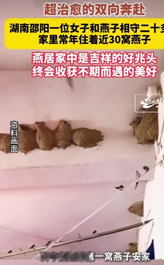 相伴二十余载，女子家中常住三十窝燕子，上演治愈双向奔赴
 
湖南邵阳一位住户与燕