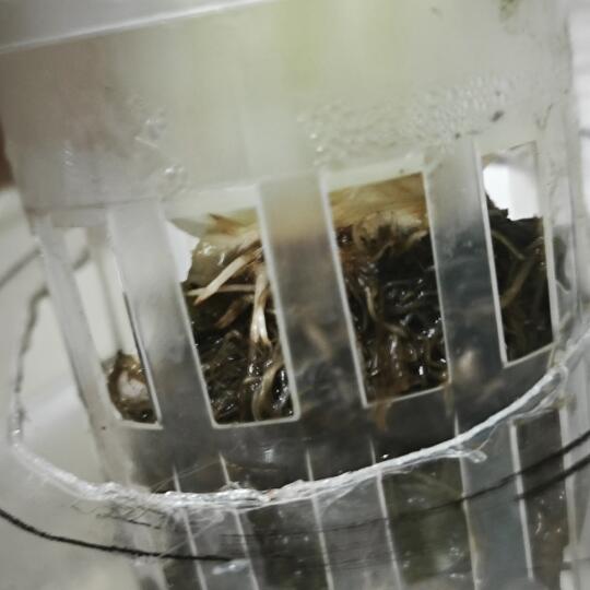 收到卓沅水培芹菜梗的第二天，开始长新根了