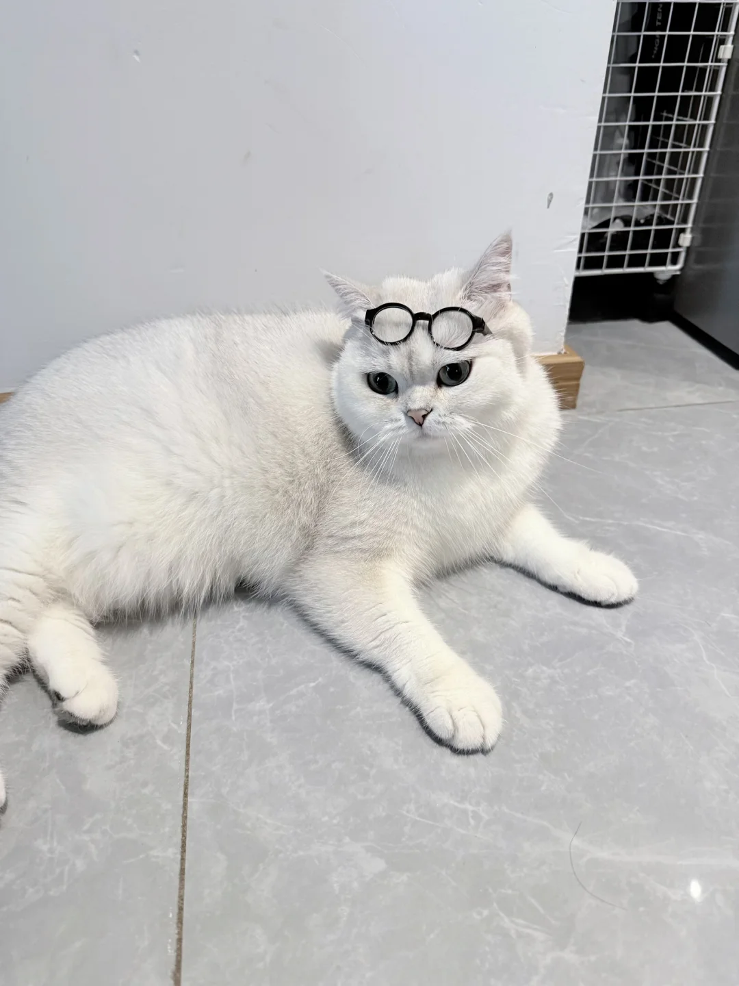 不是，也没人跟我说小猫头这么大！
