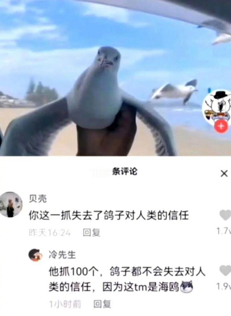 你不说我还真不知道是海鸥呢 ​​​