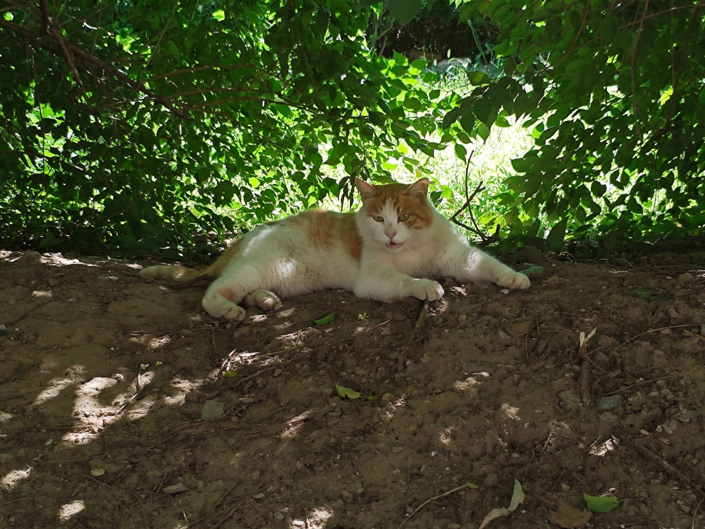 路边遇到一只🐱 