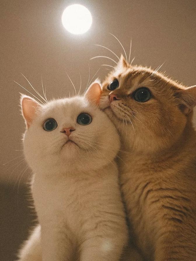 猫是其他维度都有的，它在宇宙中很厉害。

一般其他生物不敢惹猫，它可以把别种族吞