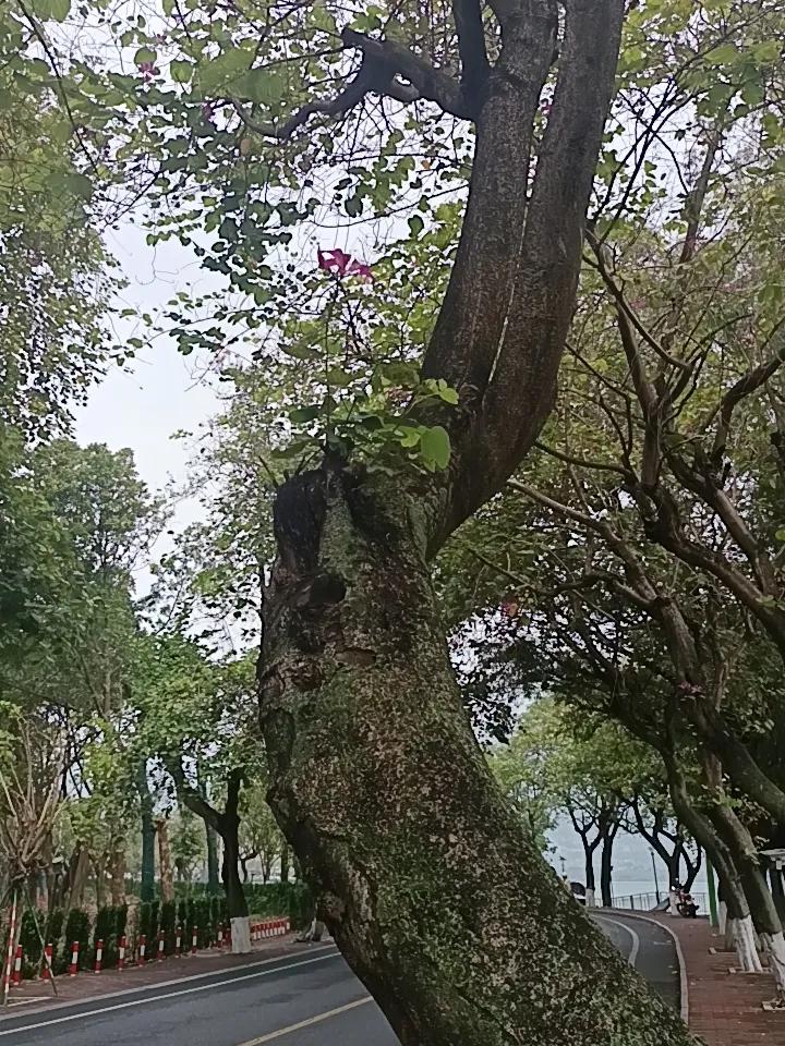 家人们谁懂啊？紫荆花竟然开在树干上面。
有人知道这是为什么吗？