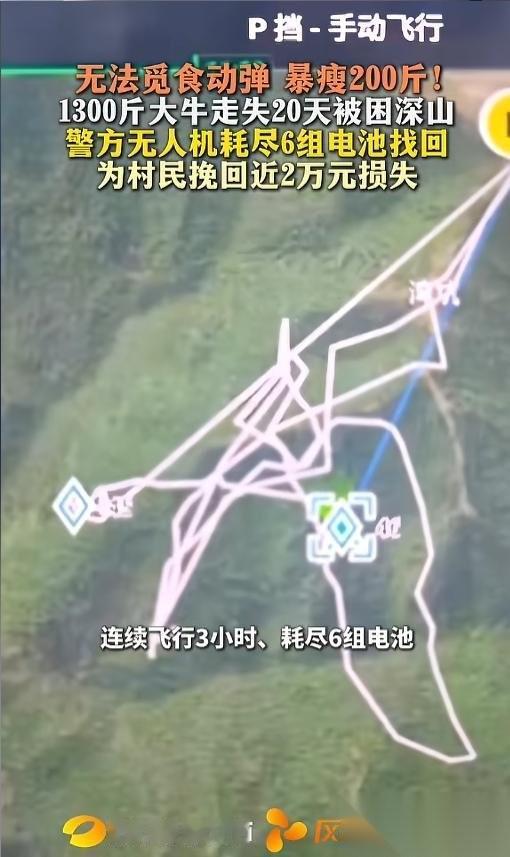 浙江杭州一村民家中养了三年的牛突然走失，主人苦苦寻找20天，翻遍周边山林、田地，